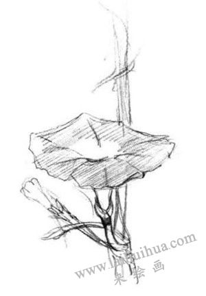 牵牛花素描画法步骤二