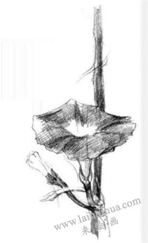 牵牛花素描画法步骤三