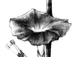 牵牛花素描画法