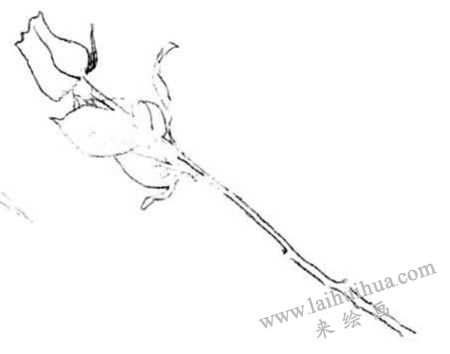 描绘出外轮廓，玫瑰花素描画法步骤二