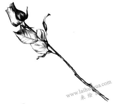 调整画面玫瑰花素描画法步骤五