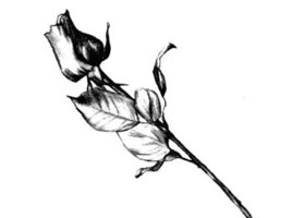 玫瑰花素描画法步骤
