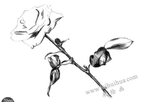 花柄，月季花的素描画法步骤第三步