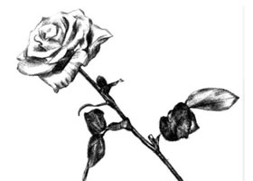 月季花的素描画法