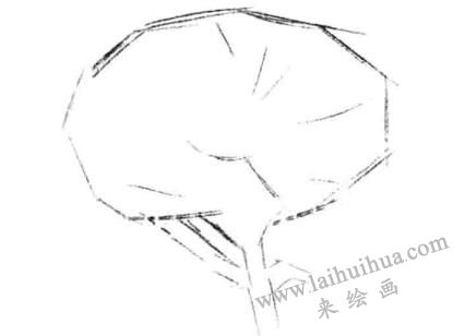 金盏菊素描画法步骤一