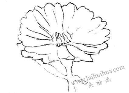金盏菊素描画法步骤二