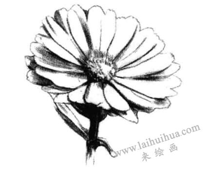 金盏菊素描画法步骤三
