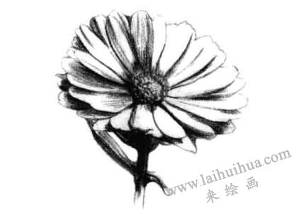 金盏菊素描画法步骤四