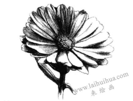 金盏菊素描画法步骤五
