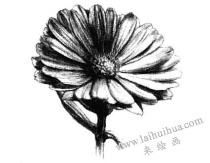 金盏菊素描画法步骤六