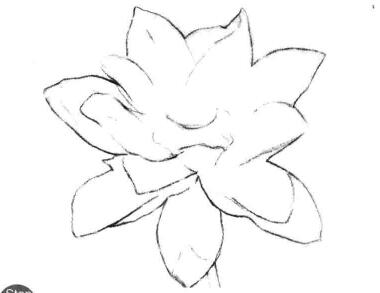 荷花素描画法步骤二