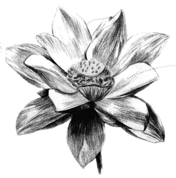 荷花素描画法（一）