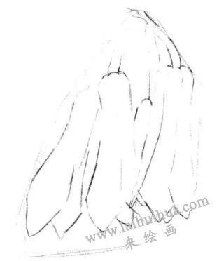 兰花素描画法步骤二