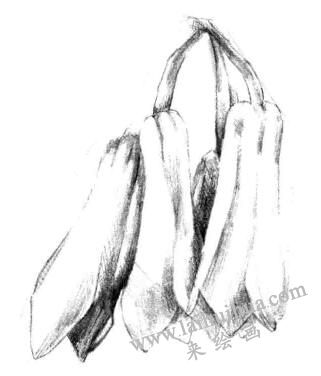 兰花素描画法步骤三
