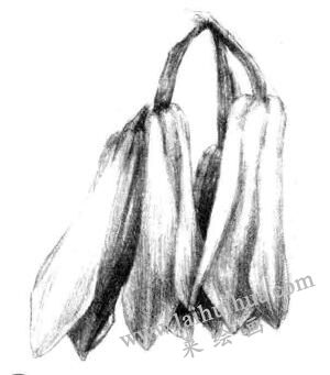 兰花素描画法步骤四