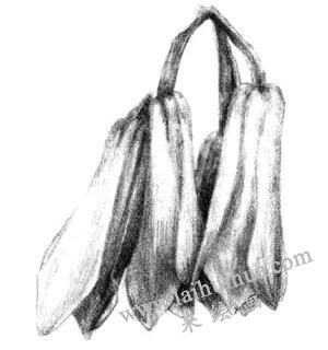 兰花素描画法步骤五