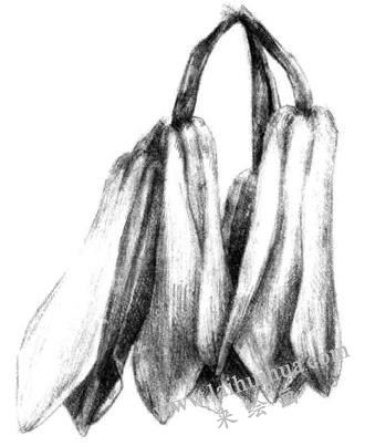 兰花素描画法步骤六