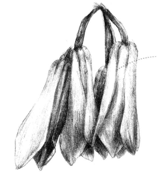 兰花素描画法