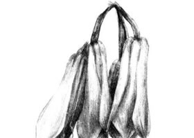 兰花素描画法