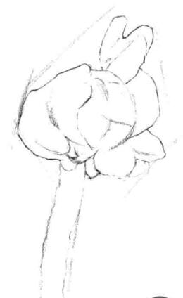 宝铎草素描画法步骤二