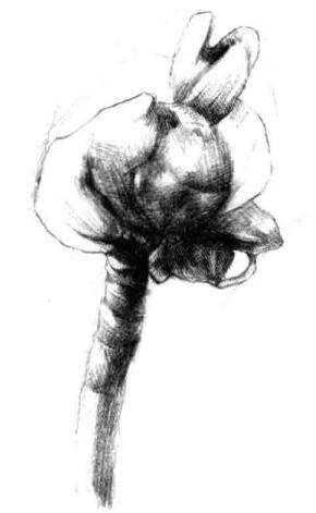 宝铎草素描画法步骤四