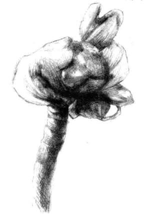宝铎草素描画法步骤五