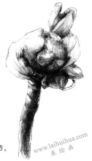 宝铎草素描画法步骤六