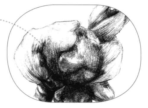 宝铎草素描画法