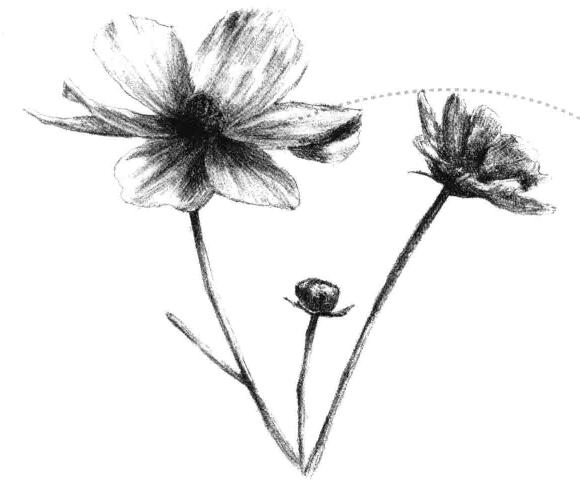 紫叶草素描画法