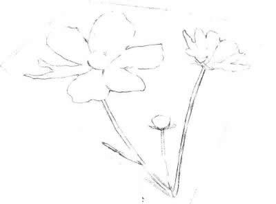 线稿部分，紫叶草素描画法步骤二