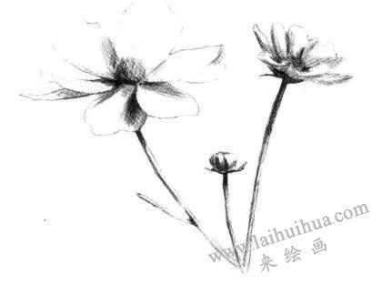 紫叶草素描画法步骤三