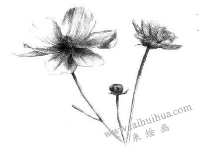 细节描绘，紫叶草素描画法步骤四