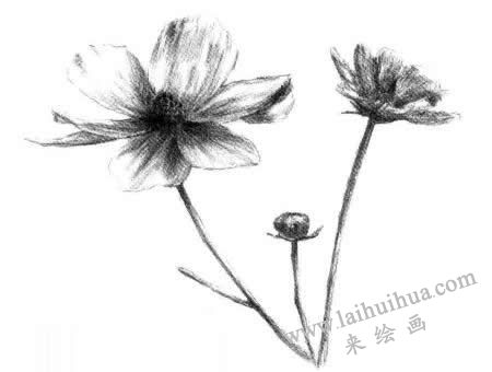 紫叶草素描画法步骤六