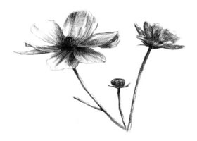紫叶草素描画法
