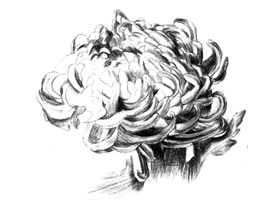 粉旭桃素描画法