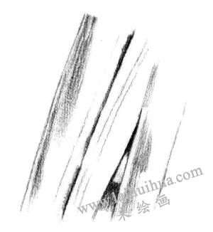 植物叶子的素描画法步骤三