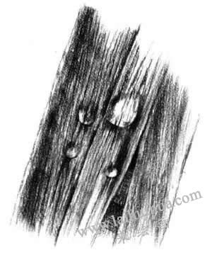 植物叶子的素描画法步骤四