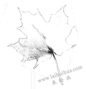 梧桐树叶子素描画法步骤三