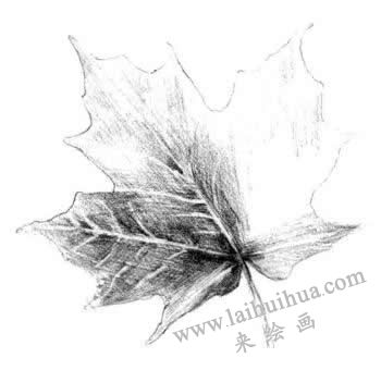 梧桐树叶子素描画法步骤四