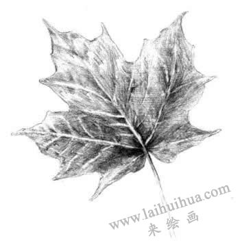 梧桐树叶子素描画法步骤五