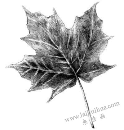 梧桐树叶子素描画法步骤六