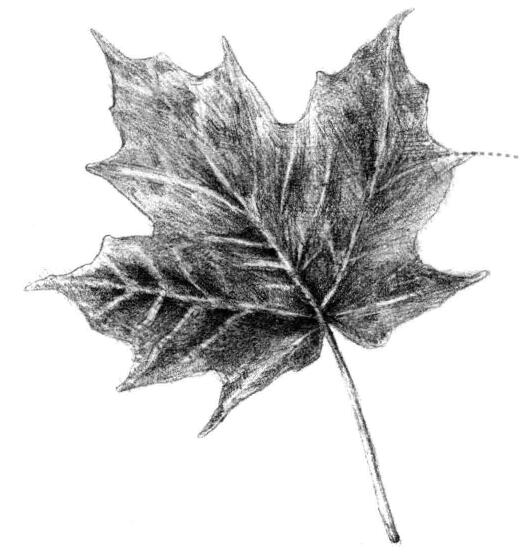 梧桐树叶子素描画法
