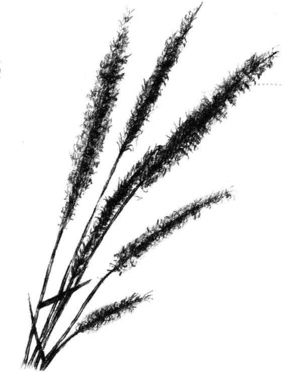 狗尾草素描画法