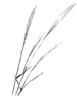 狗尾草素描画法步骤一