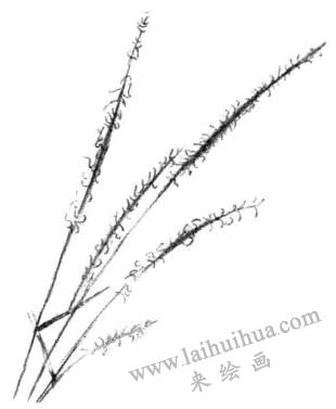 狗尾草素描画法步骤二