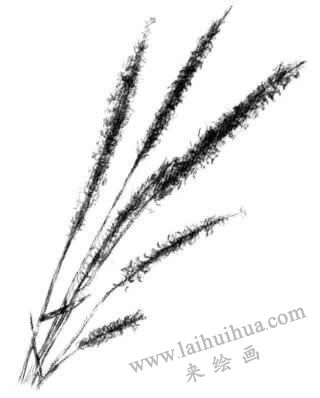 狗尾草素描画法步骤四