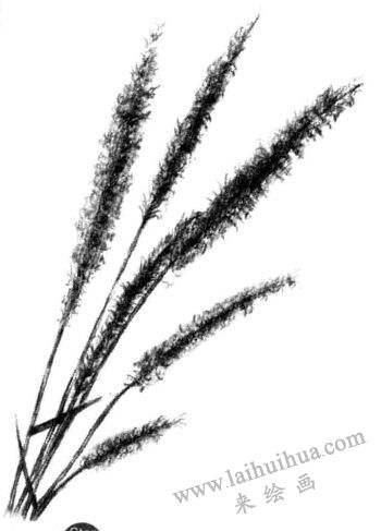 狗尾草素描画法步骤五