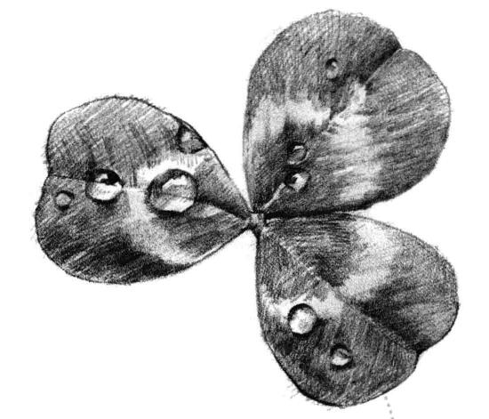 三叶草素描画法