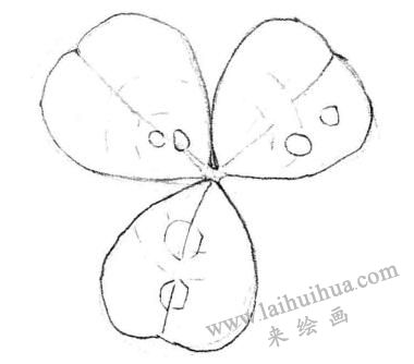 三叶草素描画法步骤二