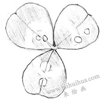 三叶草素描画法步骤三